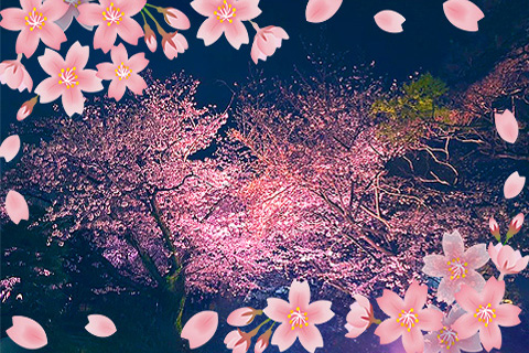 🌸桜の開花が始まりました🌸