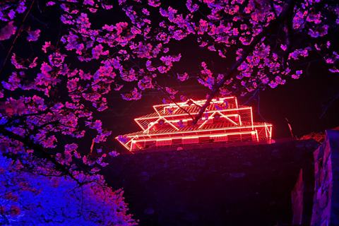 福岡の舞鶴公園は夜桜祭り🌸